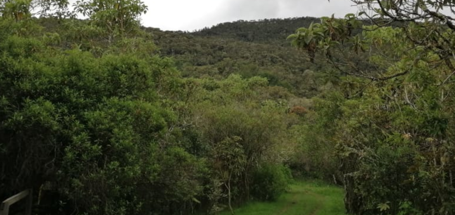 Bosque Alto-Andino